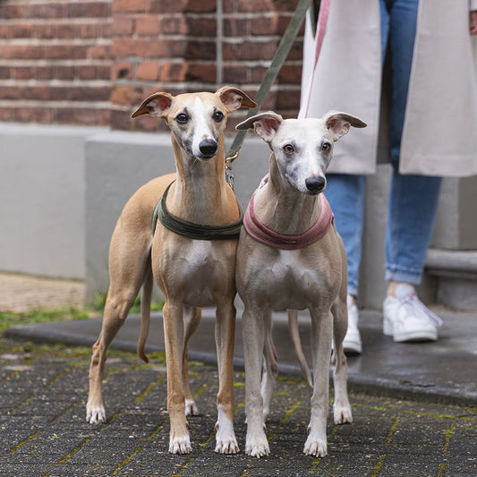 Designed by Lotte Geschirr VELURA - XXS/XS/S/M/L - Hundegeschirr Brustgeschirr