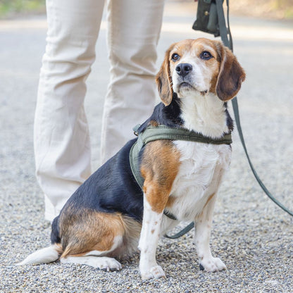 Designed by Lotte Geschirr VELURA - XXS/XS/S/M/L - Hundegeschirr Brustgeschirr