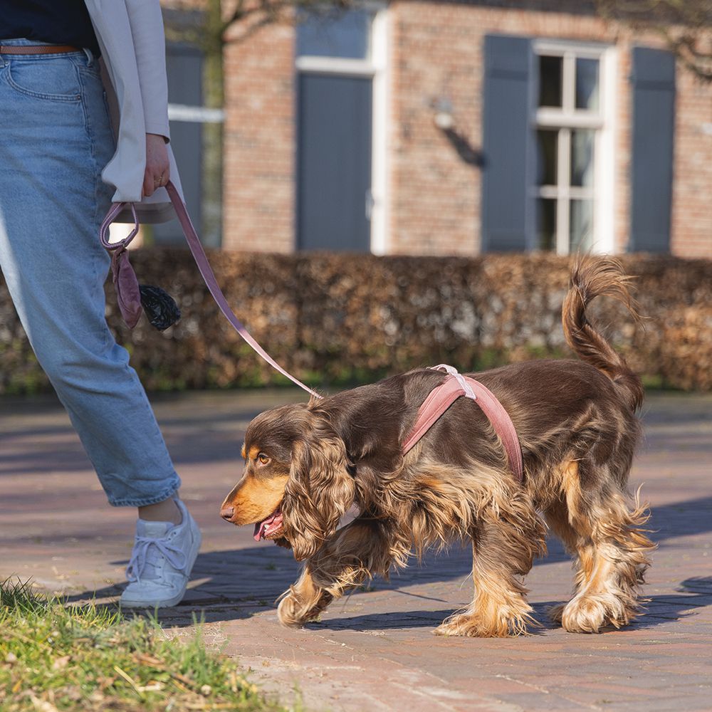 Designed by Lotte Geschirr VELURA - XXS/XS/S/M/L - Hundegeschirr Brustgeschirr