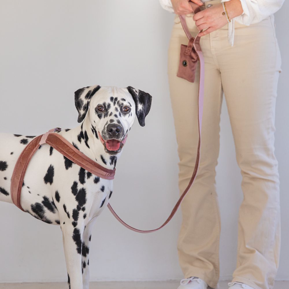 Designed by Lotte Geschirr VELURA - XXS/XS/S/M/L - Hundegeschirr Brustgeschirr