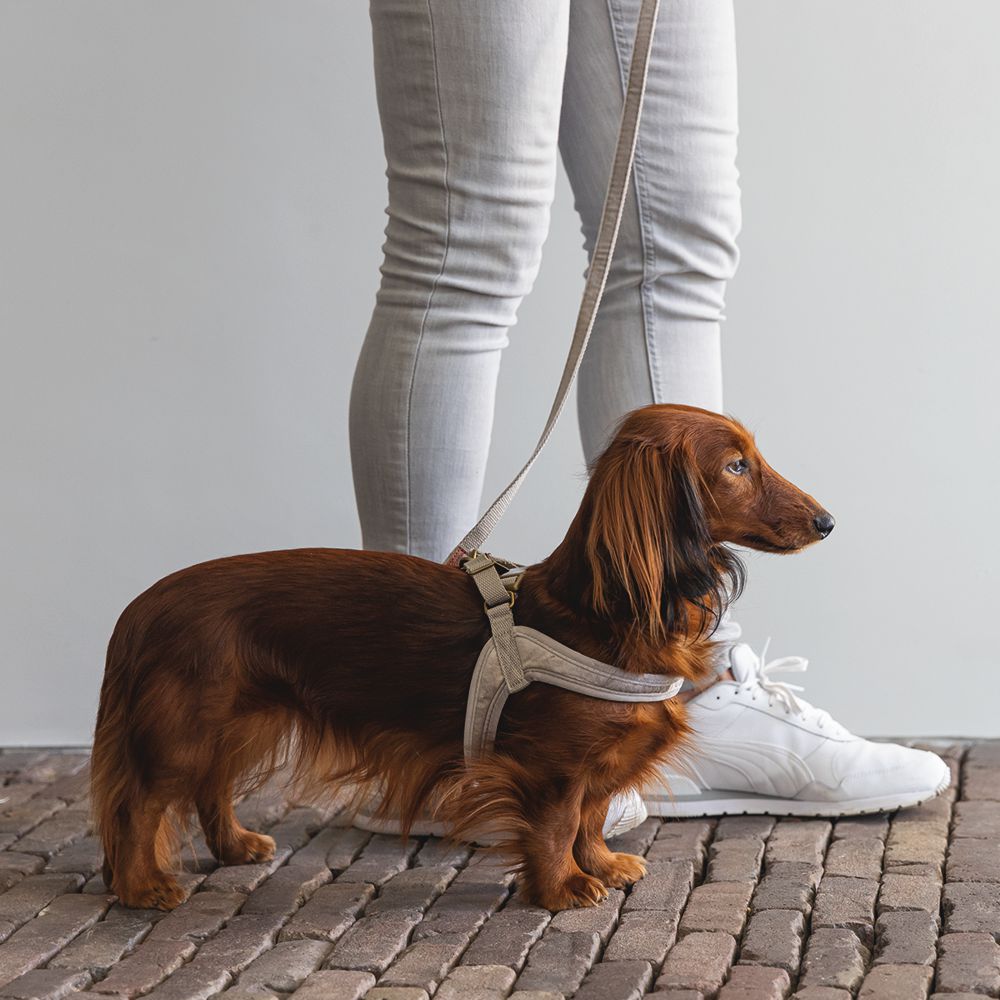 Designed by Lotte Geschirr VELURA - XXS/XS/S/M/L - Hundegeschirr Brustgeschirr