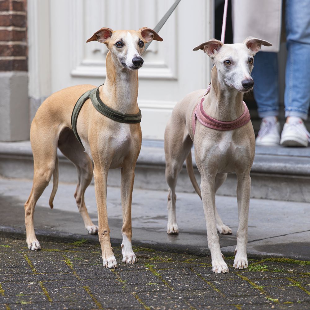 Designed by Lotte Geschirr VELURA - XXS/XS/S/M/L - Hundegeschirr Brustgeschirr