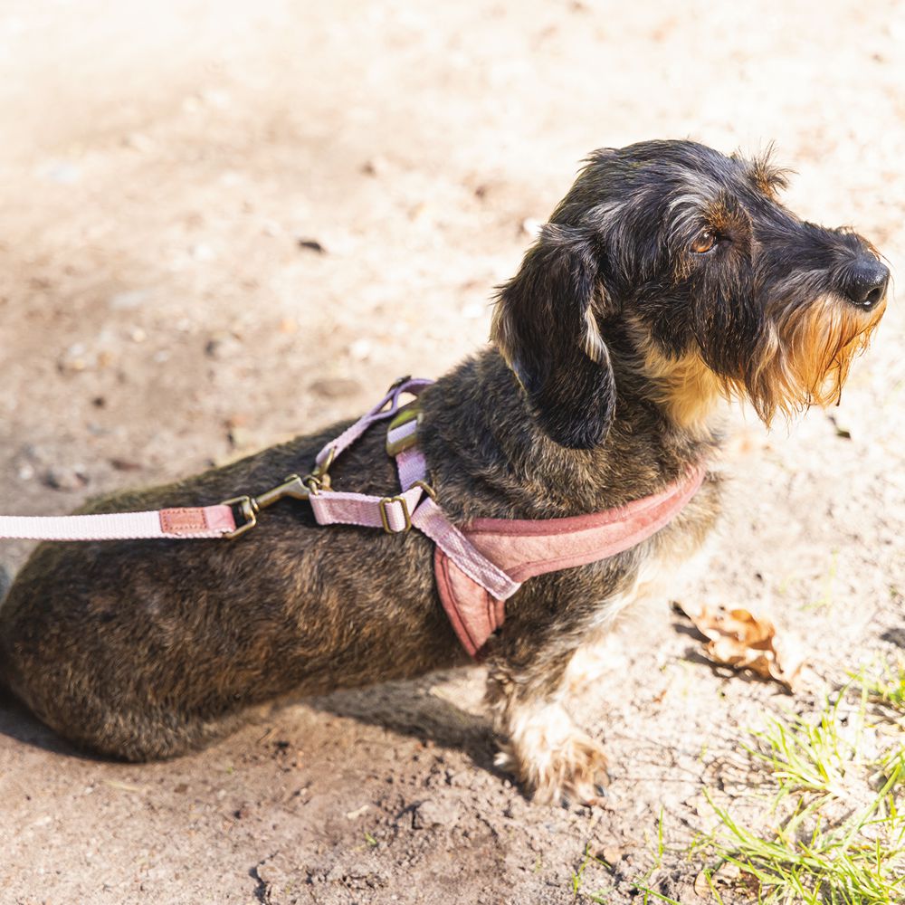 Designed by Lotte Geschirr VELURA - XXS/XS/S/M/L - Hundegeschirr Brustgeschirr