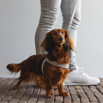 Designed by Lotte Geschirr VELURA - XXS/XS/S/M/L - Hundegeschirr Brustgeschirr