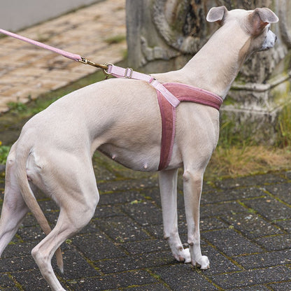 Designed by Lotte Geschirr VELURA - XXS/XS/S/M/L - Hundegeschirr Brustgeschirr