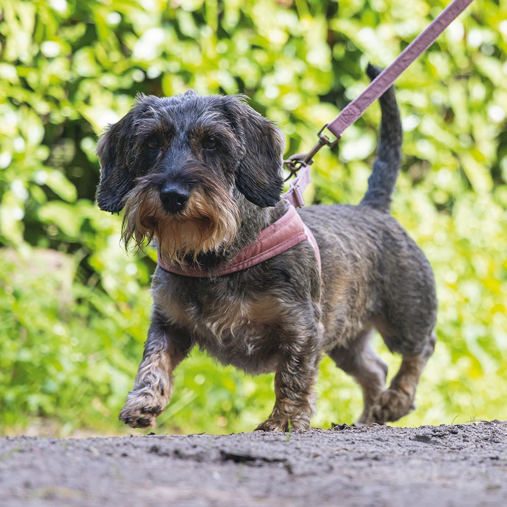 Designed by Lotte Geschirr VELURA - XXS/XS/S/M/L - Hundegeschirr Brustgeschirr