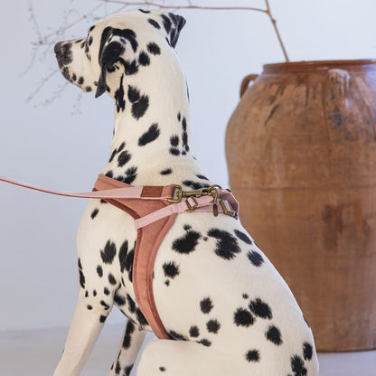 Designed by Lotte Geschirr VELURA - XXS/XS/S/M/L - Hundegeschirr Brustgeschirr