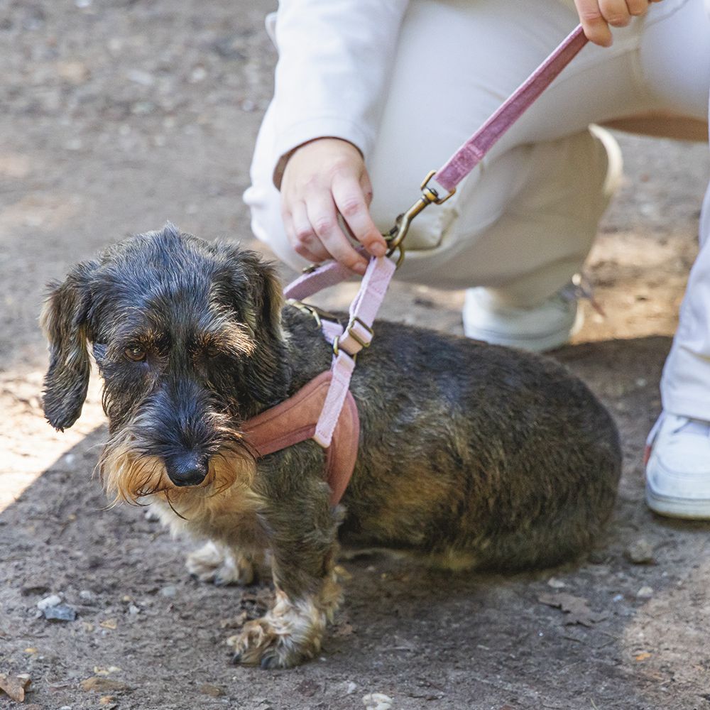 Designed by Lotte Geschirr VELURA - XXS/XS/S/M/L - Hundegeschirr Brustgeschirr