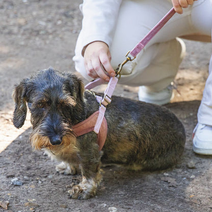 Designed by Lotte Geschirr VELURA - XXS/XS/S/M/L - Hundegeschirr Brustgeschirr