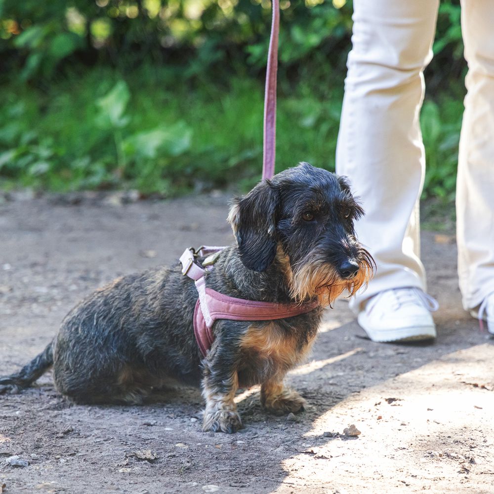 Designed by Lotte Geschirr VELURA - XXS/XS/S/M/L - Hundegeschirr Brustgeschirr