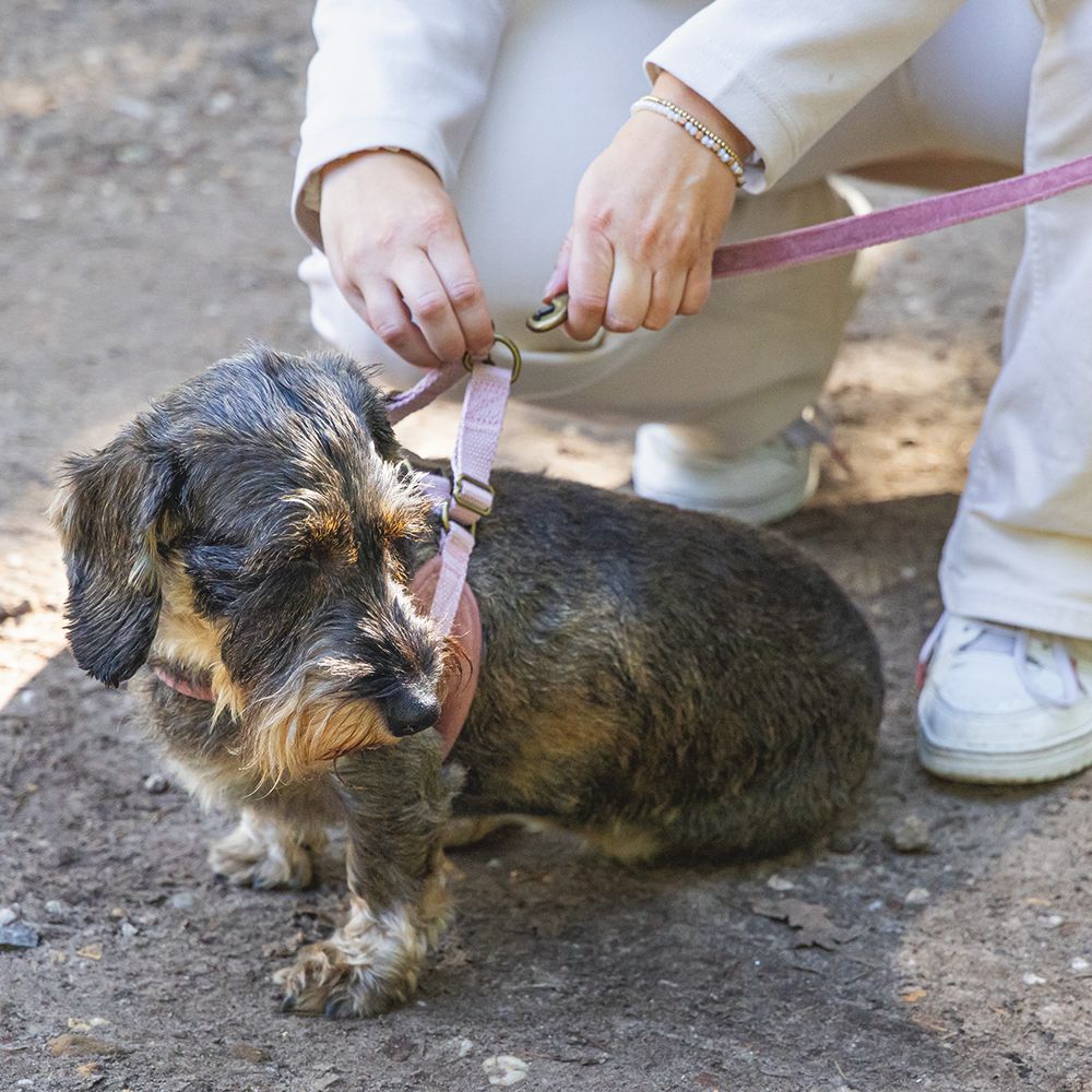 Designed by Lotte Geschirr VELURA - XXS/XS/S/M/L - Hundegeschirr Brustgeschirr