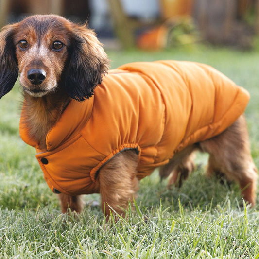 Beeztees Hundemantel WISTI - orange - Hundejacke Hundepullover Regenmantel