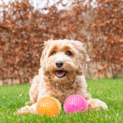 Dog Comets EXOPLANET Igelball - Apportierspielzeug - Wasserspielzeug - Squeaker