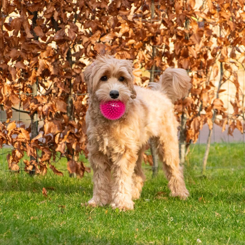 Dog Comets EXOPLANET Igelball - Apportierspielzeug - Wasserspielzeug - Squeaker