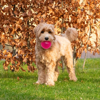 Dog Comets EXOPLANET Igelball - Apportierspielzeug - Wasserspielzeug - Squeaker