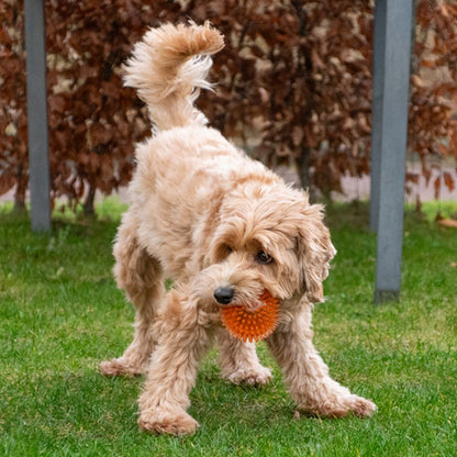 Dog Comets EXOPLANET Igelball - Apportierspielzeug - Wasserspielzeug - Squeaker