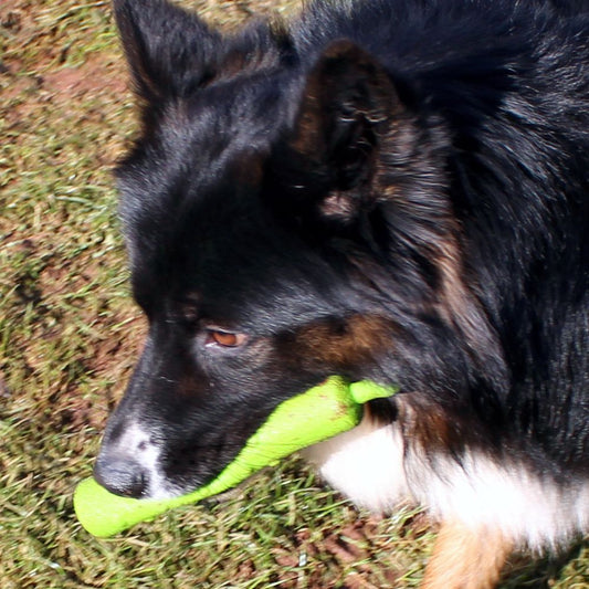 Dog Comets INVADERS - Latex - M/L - Apportierspielzeug - Stick - quietscht