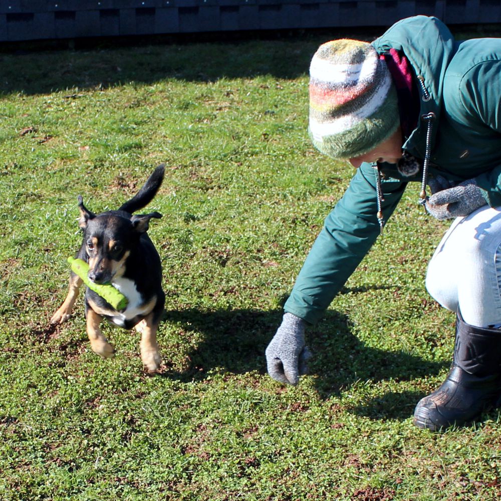 Dog Comets INVADERS - Latex - M/L - Apportierspielzeug - Stick - quietscht