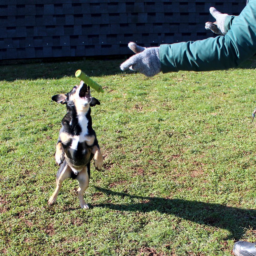 Dog Comets INVADERS - Latex - M/L - Apportierspielzeug - Stick - quietscht