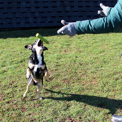 Dog Comets INVADERS - Latex - M/L - Apportierspielzeug - Stick - quietscht