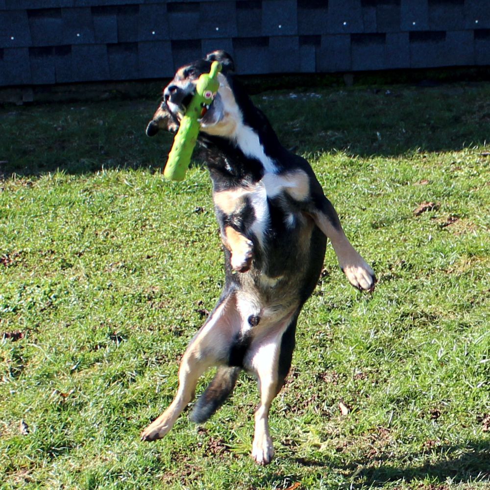 Dog Comets INVADERS - Latex - M/L - Apportierspielzeug - Stick - quietscht