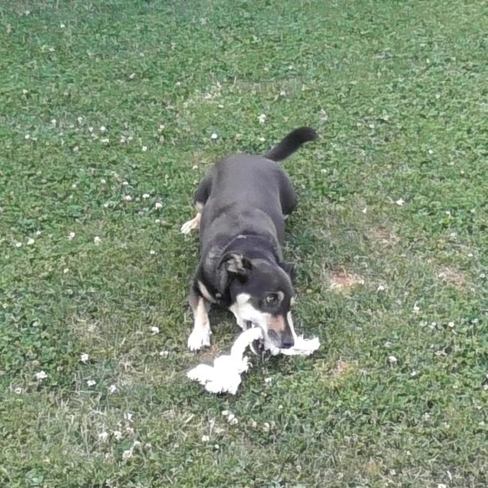 Karlie Knotenseil 30 cm lang - weiß - Baumwoll-Seil Zerrspiel Spielseil Kauseil