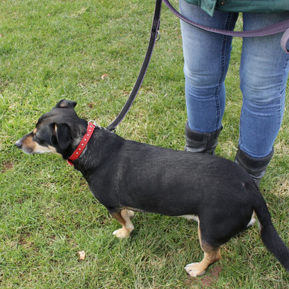 Karlie Leder-Halsband RONDO - Länge 24-47 cm - Vollleder genietet Hundehalsband