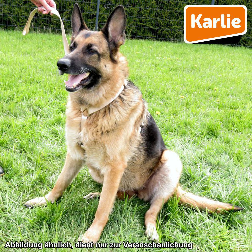 Karlie Geschirr ART SPORTIV PLUS - XS/M/L/XL - Nylon Hundegeschirr Brustgeschirr