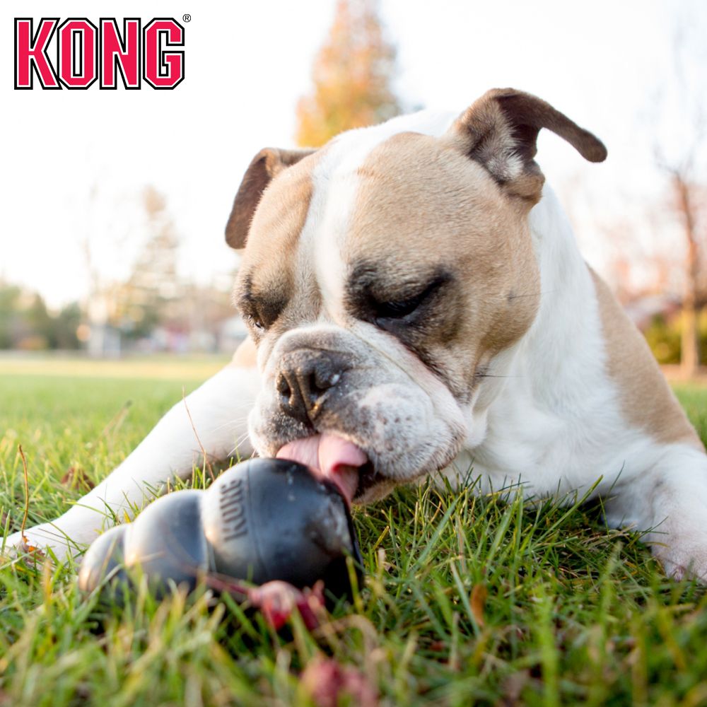 KONG Extreme - Apportierspielzeug Hundespielzeug Leckerlispielzeug Kauspielzeug