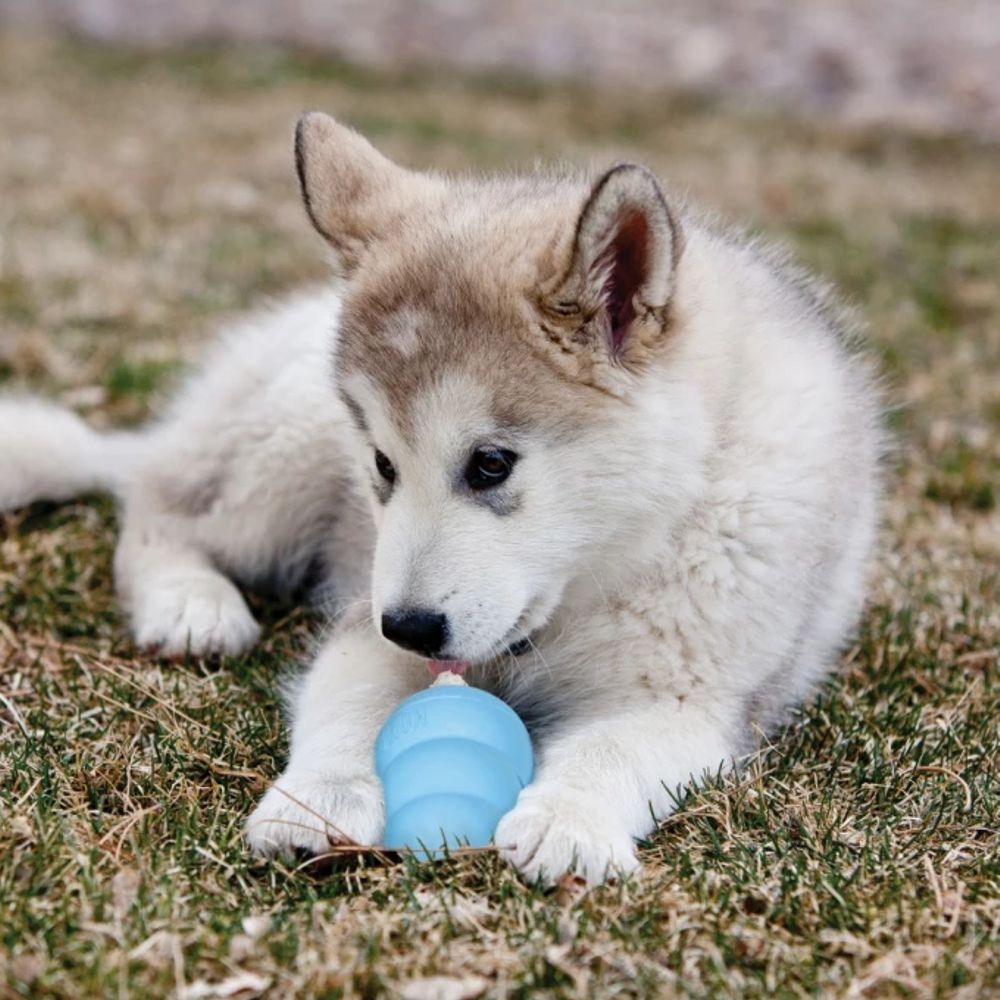 KONG Puppy - Apportierspielzeug Hundespielzeug Leckerlispielzeug Kauspielzeug