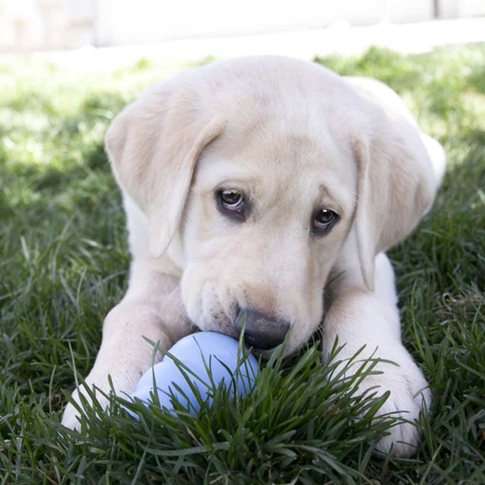 KONG Puppy - Apportierspielzeug Hundespielzeug Leckerlispielzeug Kauspielzeug