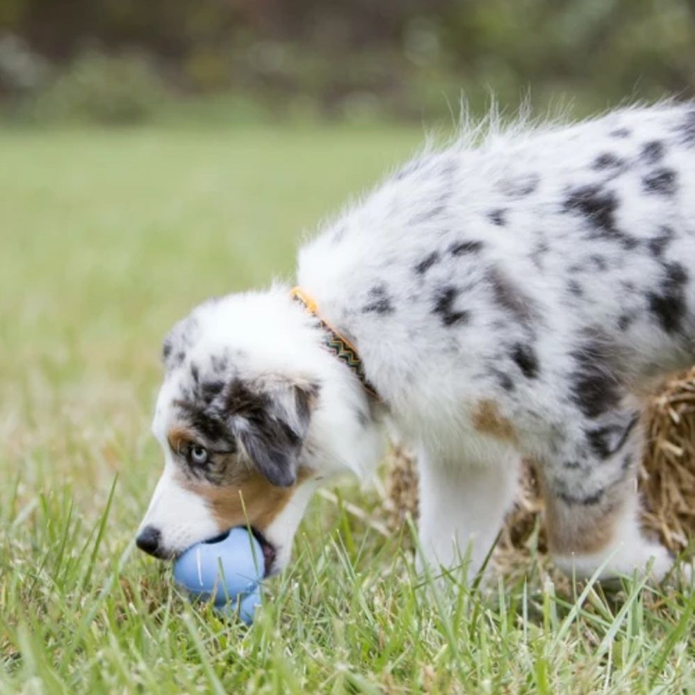 KONG Puppy - Apportierspielzeug Hundespielzeug Leckerlispielzeug Kauspielzeug