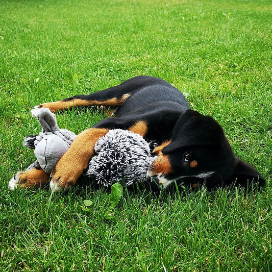 Nobby Plüsch-Hundespielzeug ESEL - 24 cm - Plüschtier Kuscheltier Hund TPR Ball