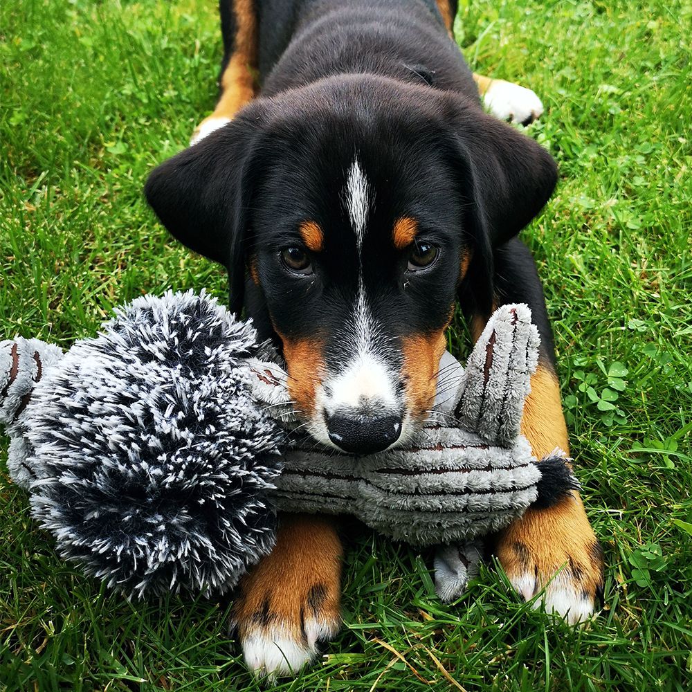 Nobby Plüsch-Hundespielzeug ESEL - 24 cm - Plüschtier Kuscheltier Hund TPR Ball