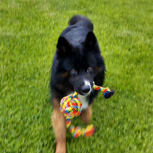 Nobby Spielseil ROPE TOY Knotenseil mit Ball - 55 cm - Zerrspiel Apportierspiel
