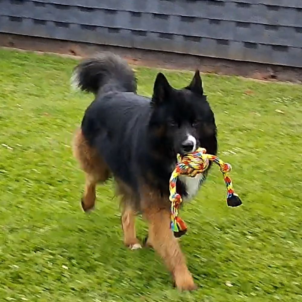 Nobby Spielseil ROPE TOY Knotenseil mit Ball - 55 cm - Zerrspiel Apportierspiel
