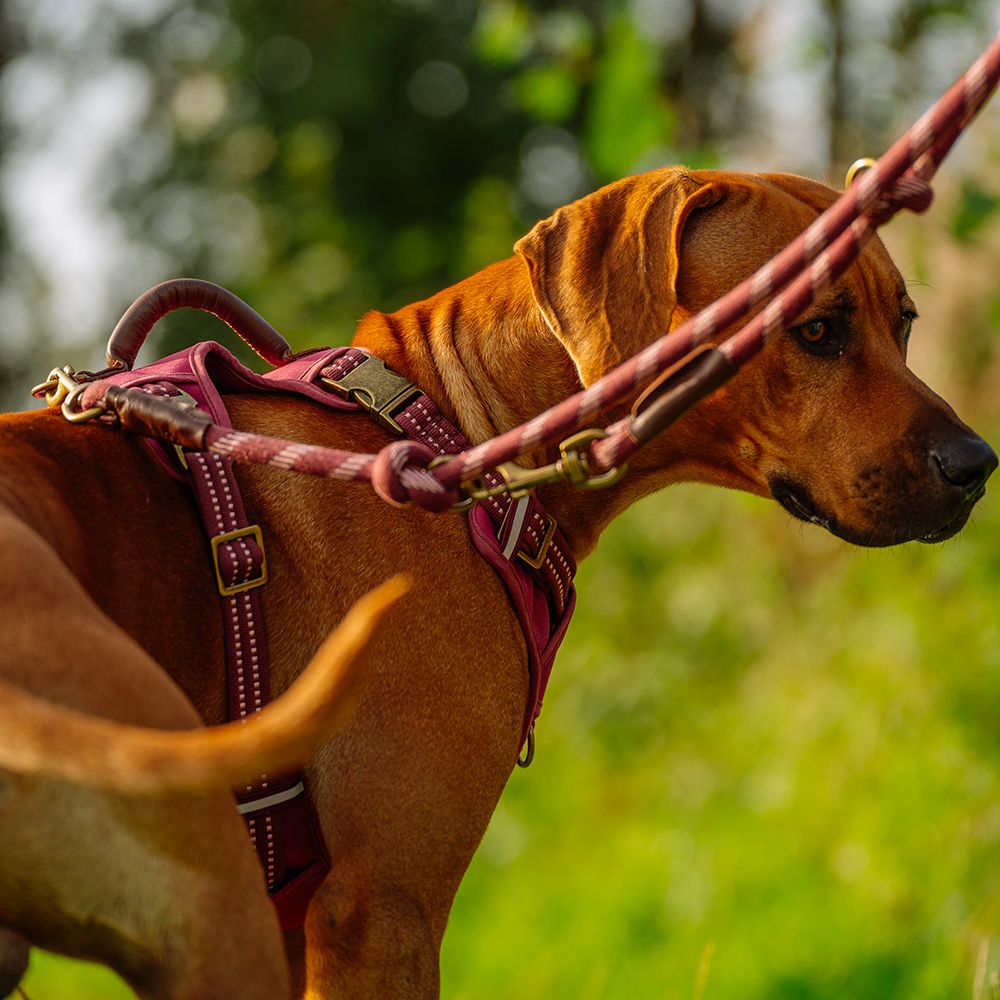 Nobby Führleine SPORTY - 200 cm - 13 mm rund - reflektiert - Nylon Hundeleine