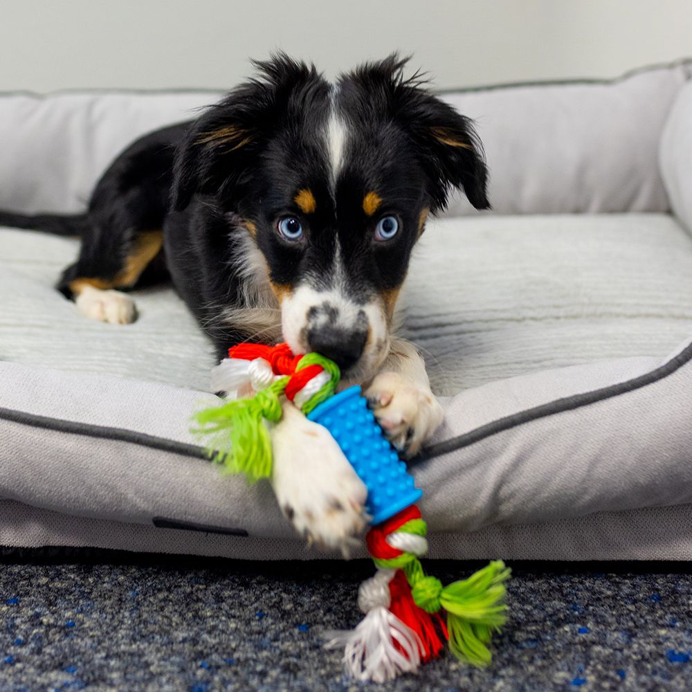 Nobby Puppy-Set - TPR Welpenspielzeug mit Seil/Schweinchen/Tennisball quietscht - Hundespielzeug