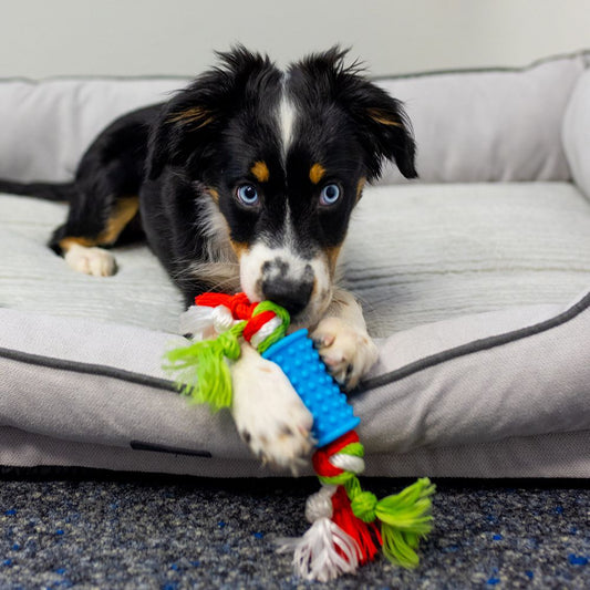 Nobby Puppy-Set - TPR Welpenspielzeug mit Seil/Schweinchen/Tennisball quietscht - Hundespielzeug