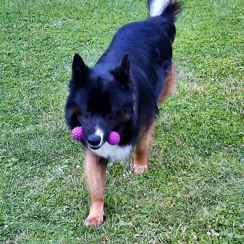 Nobby Vollgummi Hundespielzeug - Ringhantel - Apportierspiel Gummispielzeug