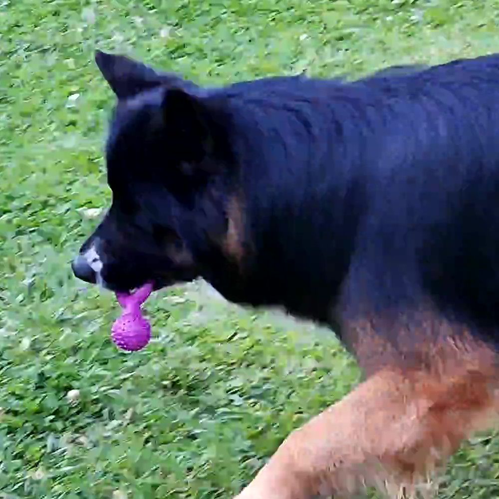 Nobby Vollgummi Hundespielzeug - Ringhantel - Apportierspiel Gummispielzeug