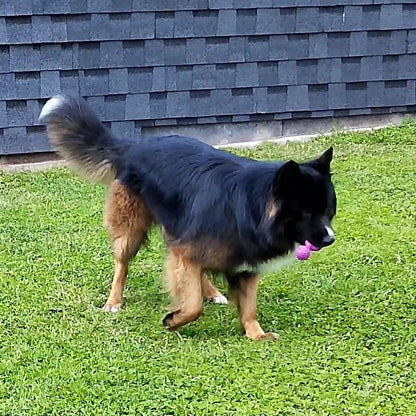 Nobby Vollgummi Hundespielzeug - Ringhantel - Apportierspiel Gummispielzeug
