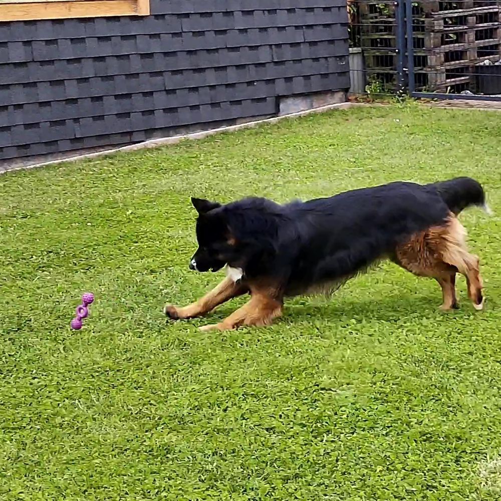 Nobby Vollgummi Hundespielzeug - Ringhantel - Apportierspiel Gummispielzeug