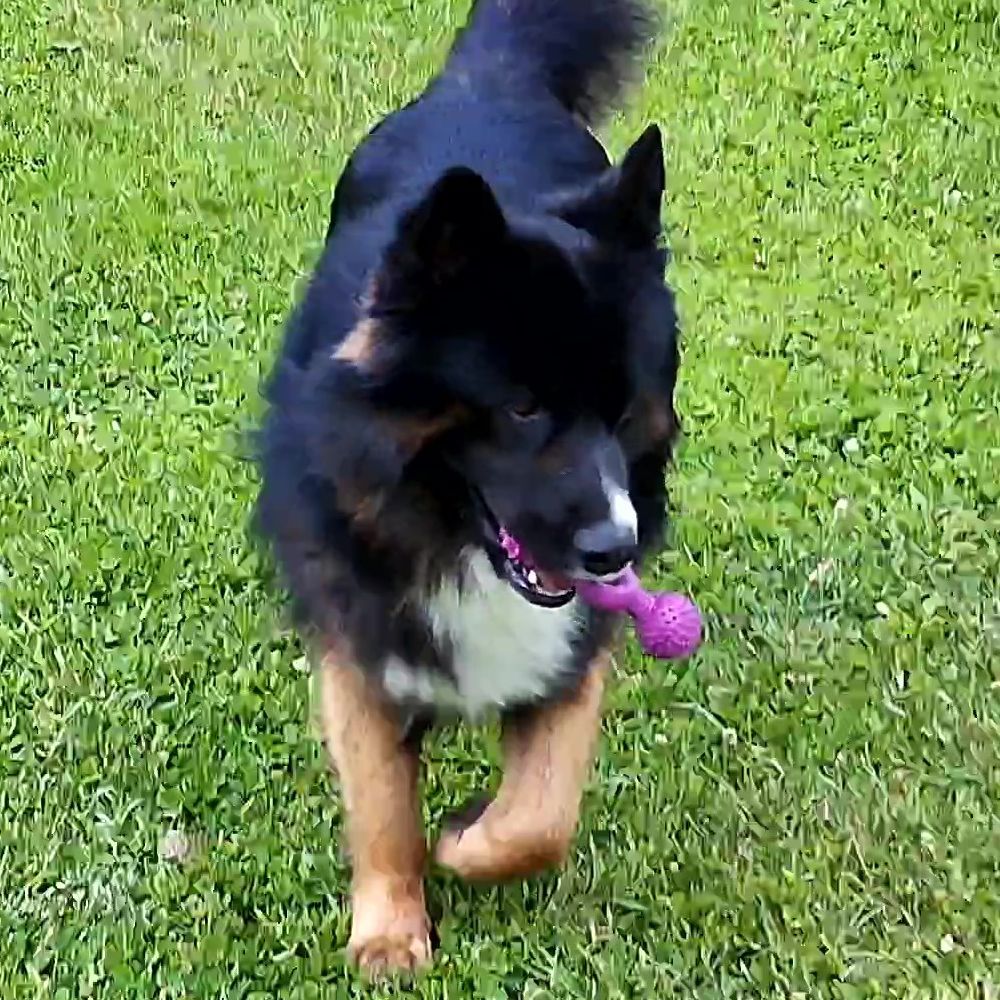 Nobby Vollgummi Hundespielzeug - Ringhantel - Apportierspiel Gummispielzeug