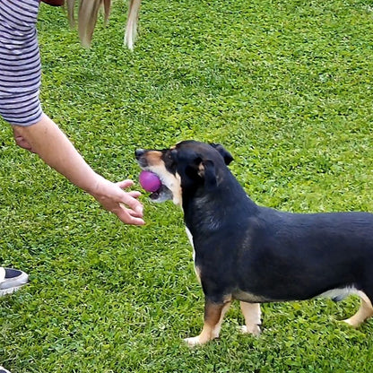 Nobby Vollgummi Hundespielzeug - Ball - Apportierspiel Gummispielzeug Gummiball
