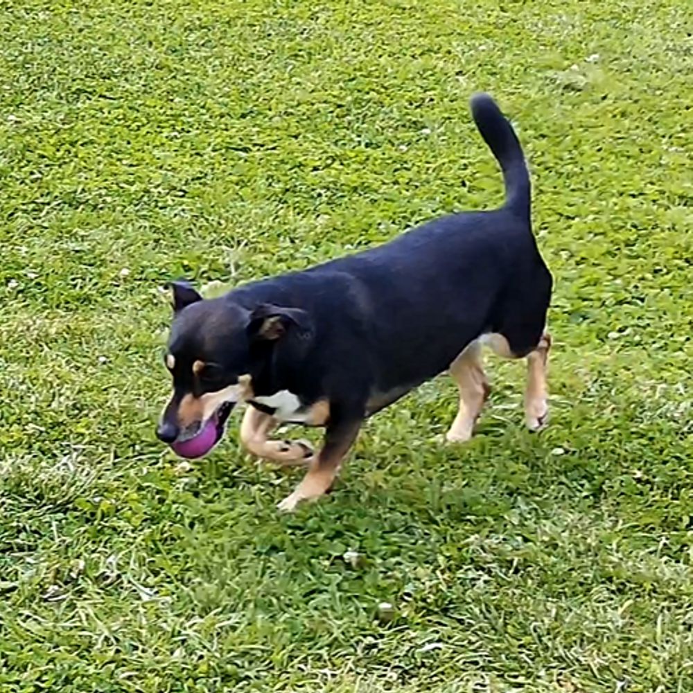 Nobby Vollgummi Hundespielzeug - Ball - Apportierspiel Gummispielzeug Gummiball