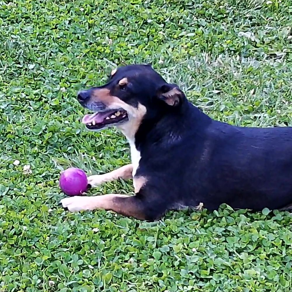 Nobby Vollgummi Hundespielzeug - Ball - Apportierspiel Gummispielzeug Gummiball