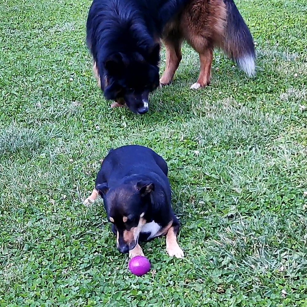 Nobby Vollgummi Hundespielzeug - Ball - Apportierspiel Gummispielzeug Gummiball