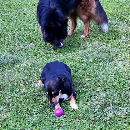 Nobby Vollgummi Hundespielzeug - Ball - Apportierspiel Gummispielzeug Gummiball