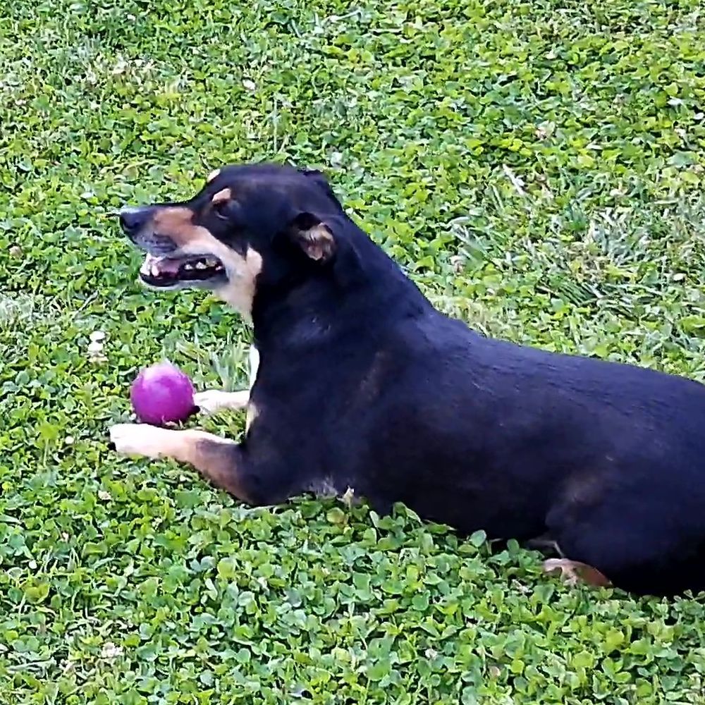 Nobby Vollgummi Hundespielzeug - Ball - Apportierspiel Gummispielzeug Gummiball